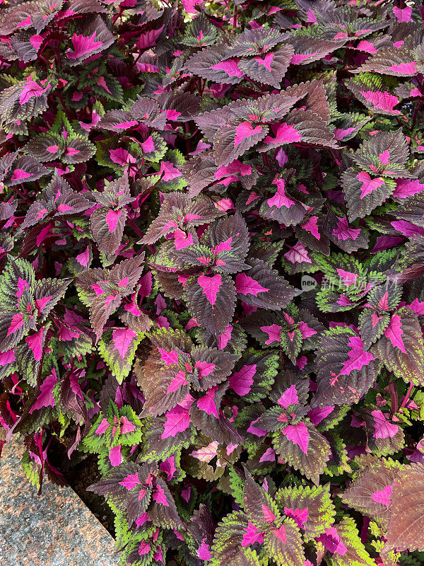 鸟瞰图，花坛中生长着花楸(Coleus scutellarioides)的嫩芽和粉红色、红色和绿色的叶子